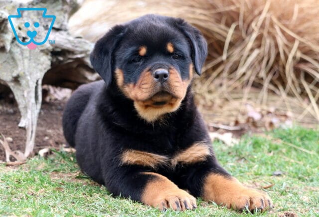 Tina Rottweiler2 image