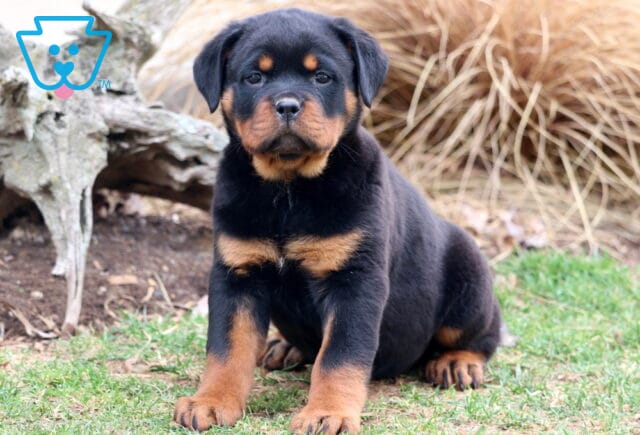 Tinkerbell Rottweiler image