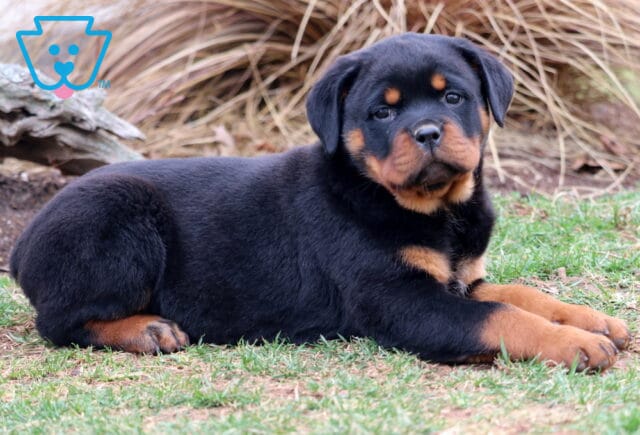 Tinkerbell Rottweiler2 image