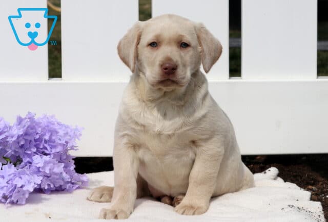 Tootsie Yellow Lab image