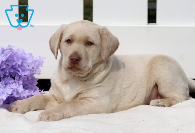 Tootsie Yellow Lab2 image