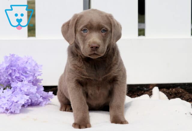 Tori Silver Lab image