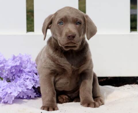 Trucker Silver Lab