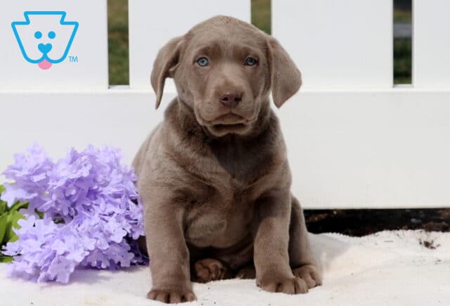 Trucker Silver Lab image