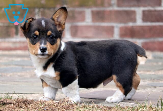 Trump corgi image