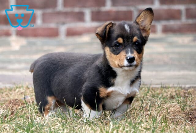 Trump corgi2 image