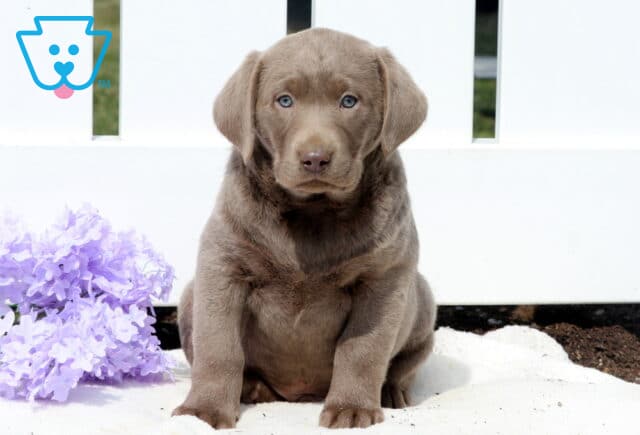Turbo Silver Lab image