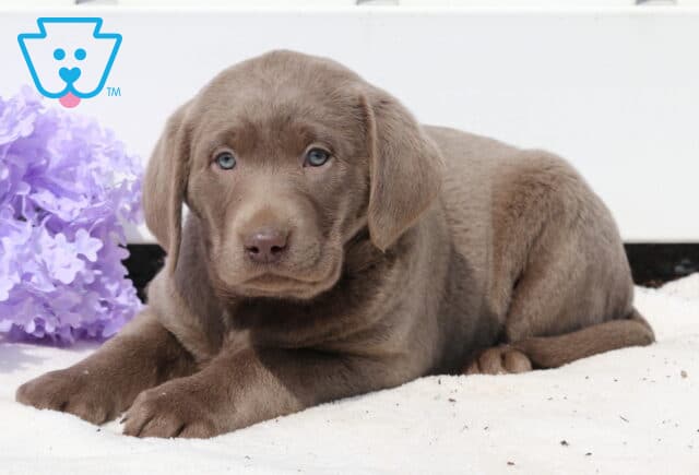 Turbo Silver Lab2 image