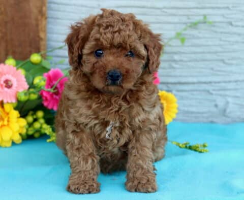 Walnut Mini Poodle