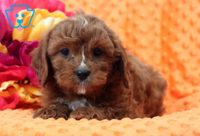 Wilber Cavapoo2 image