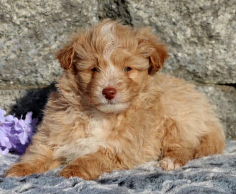 Ziggy Pomapoo2