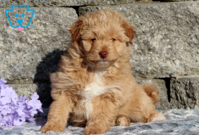 Zipper Pomapoo image