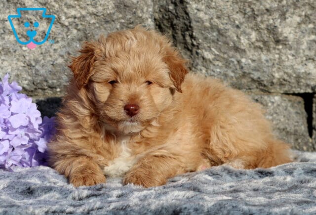 Zipper Pomapoo2 image