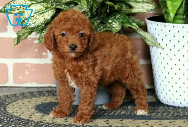 Aiden Toy Poodle image