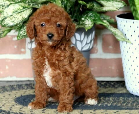 Aiden Toy Poodle2