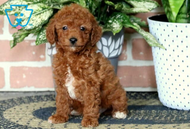 Aiden Toy Poodle2 image