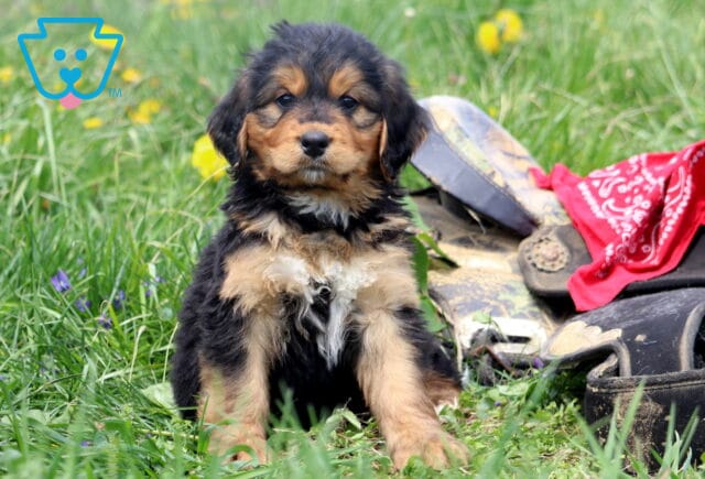Aj Bernedoodle image