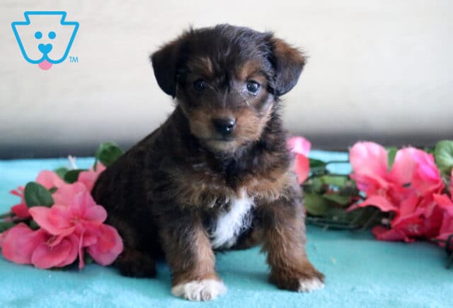 Annabell Jackapoo image