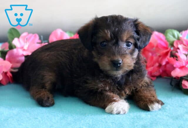 Annabell Jackapoo2 image
