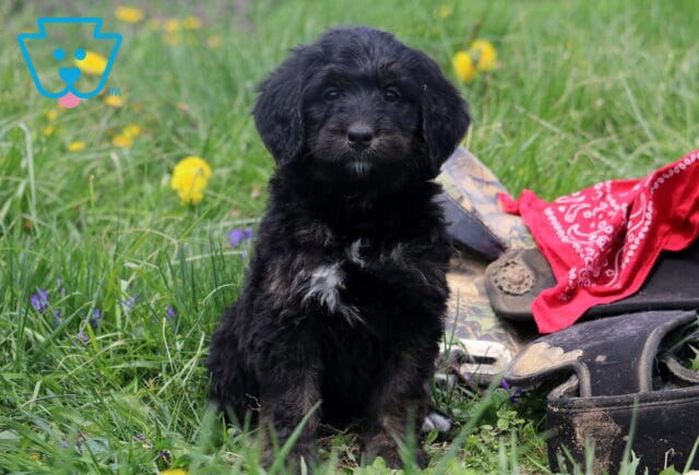 Ariel Bernedoodle image