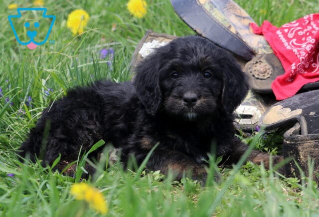 Ariel Bernedoodle2 image