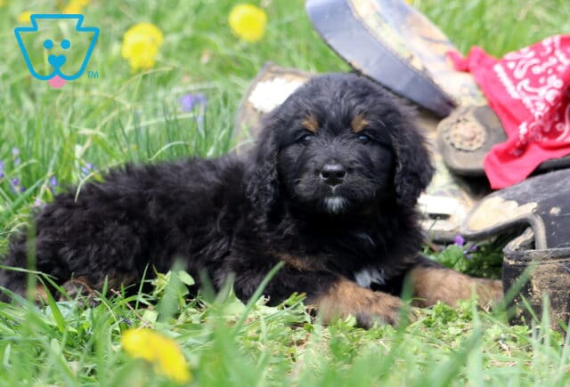 Arty Bernedoodle2 image