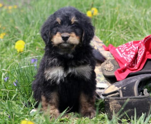 Ashton Bernedoodle
