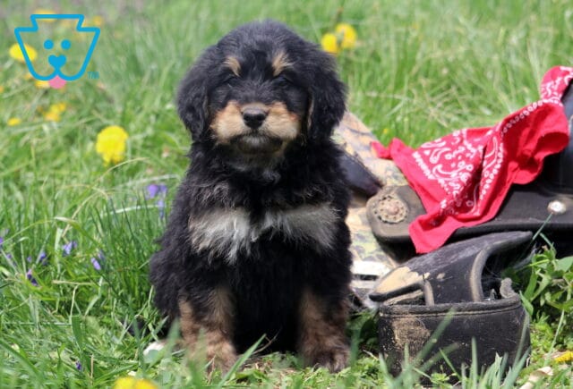 Ashton Bernedoodle image