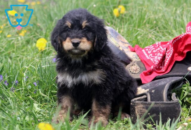 Ashton Bernedoodle2 image