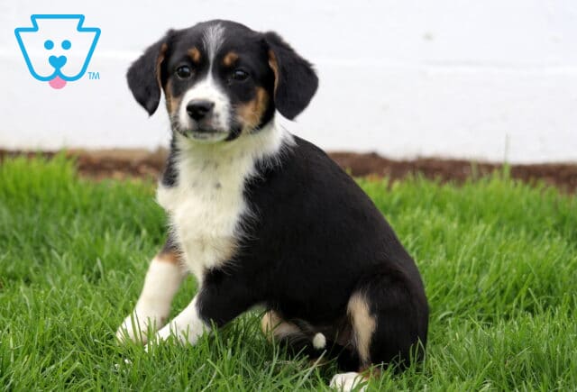 Baby Aussie Mix image