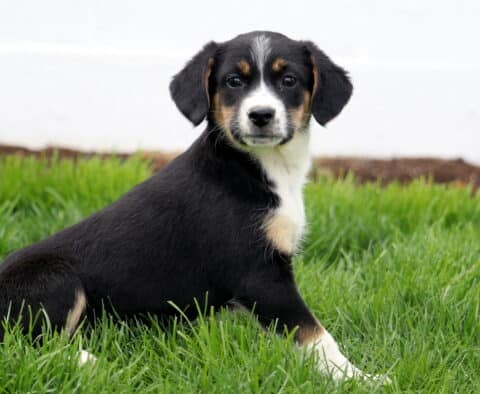 Baby Aussie Mix2
