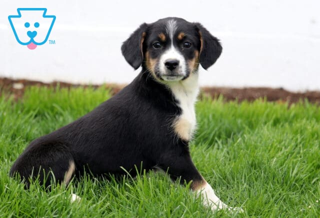 Baby Aussie Mix2 image