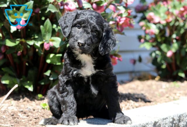 Baby Aussiedoodle image