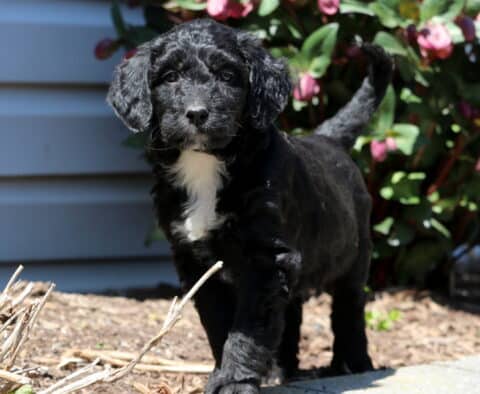 Baby Aussiedoodle2