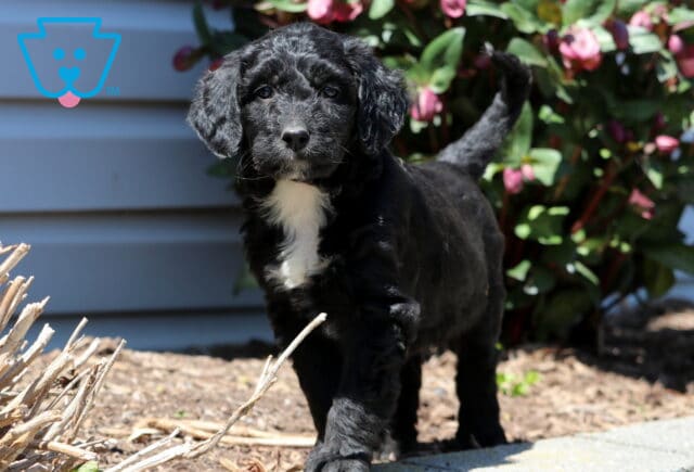 Baby Aussiedoodle2 image