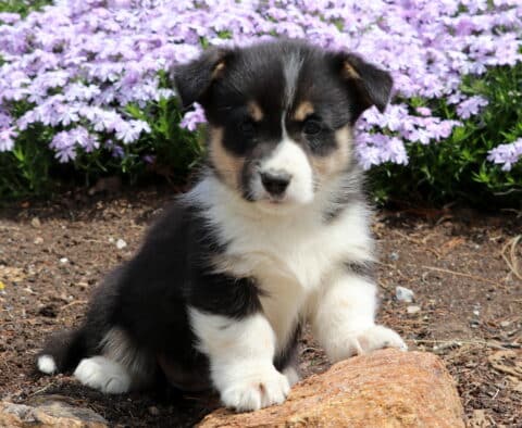 Baby Corgi