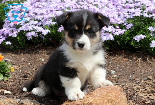 Baby Corgi image