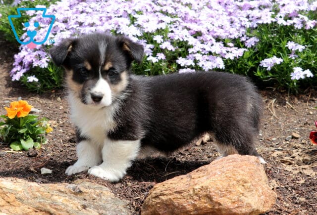 Baby Corgi3 image