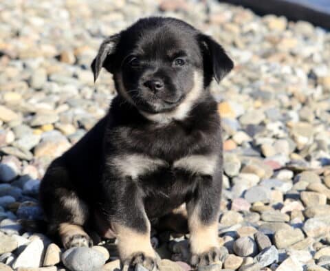 Baby Pekingese Mix