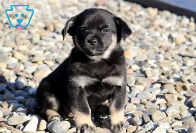 Baby Pekingese Mix image