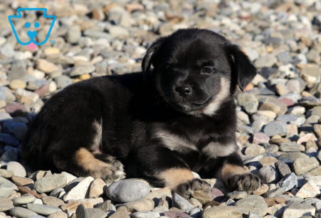 Baby Pekingese Mix2 image