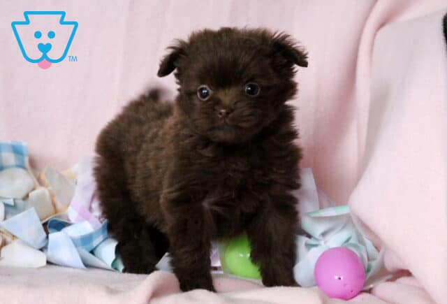 Babydoll Pomapoo image