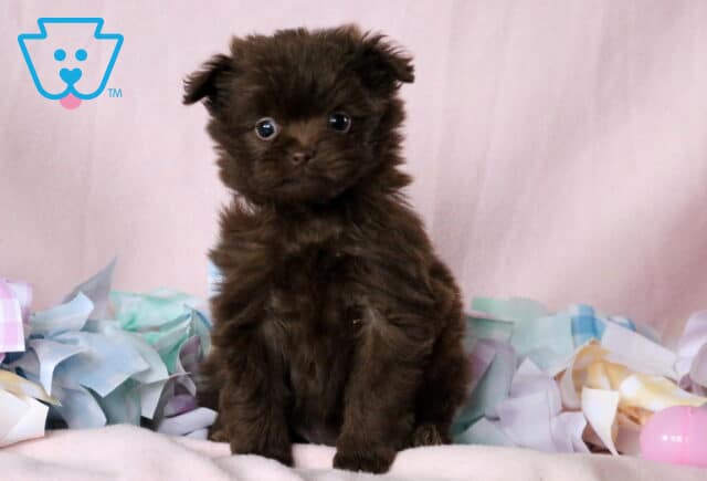 Babydoll Pomapoo2 image