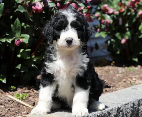 Bambi Aussiedoodle