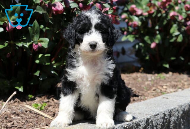 Bambi Aussiedoodle image