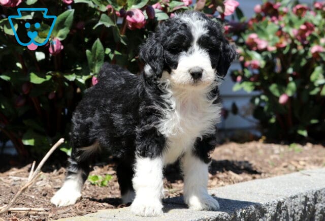 Bambi Aussiedoodle2 image