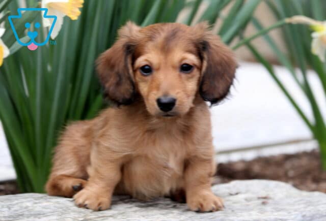 Bambi Mini Dachshund image