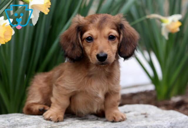 Bambi Mini Dachshund2 image