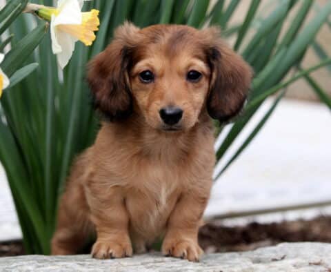 Bambi Mini Dachshund3