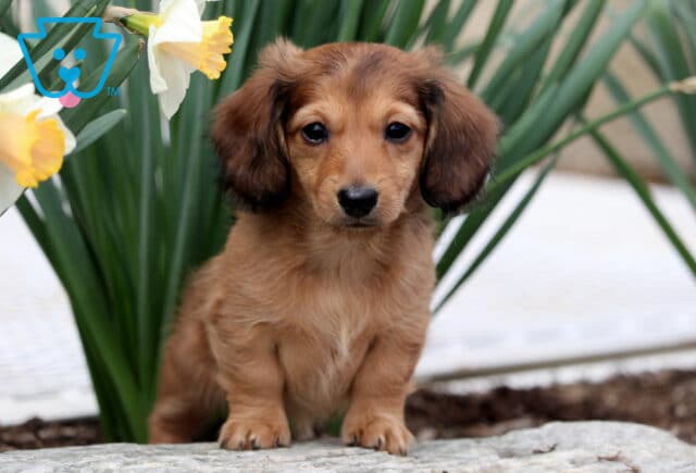 Bambi Mini Dachshund3 image